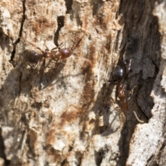 Papyrius sp. (genus) (A Coconut Ant) at Acton, ACT - 10 Oct 2023 by AlisonMilton