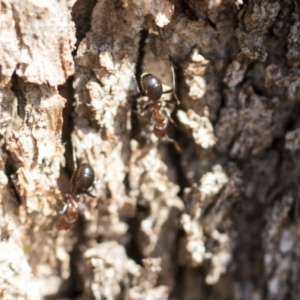 Papyrius sp. (genus) at Acton, ACT - suppressed