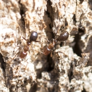 Papyrius sp. (genus) at Acton, ACT - suppressed