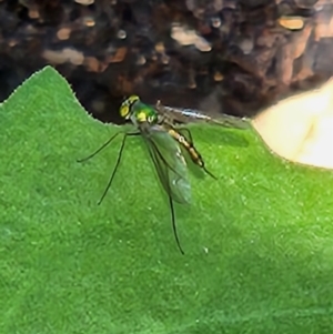 Heteropsilopus sp. (genus) at Kaleen, ACT - 11 Oct 2023