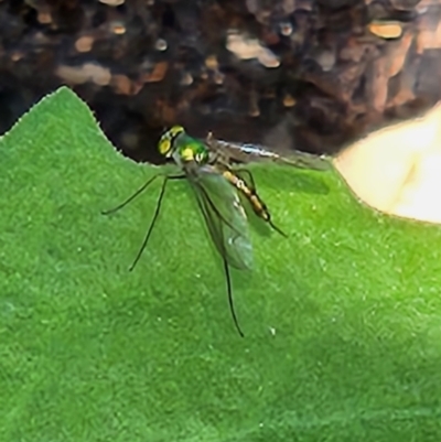 Heteropsilopus sp. (genus) (A long legged fly) at Kaleen, ACT - 11 Oct 2023 by UserBiZvQDJI