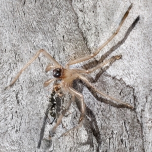Sparassidae (family) at Acton, ACT - 10 Oct 2023