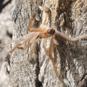 Sparassidae (family) at Acton, ACT - 10 Oct 2023