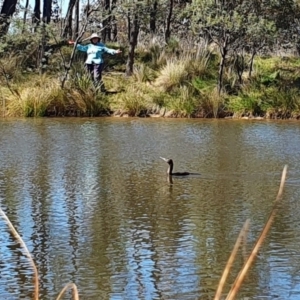 Phalacrocorax sulcirostris at Yass River, NSW - 11 Oct 2023