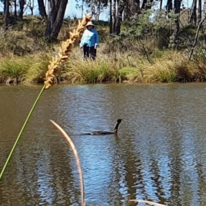Phalacrocorax sulcirostris at Yass River, NSW - 11 Oct 2023