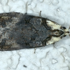 Cryptoptila australana (Elderberry Leaf Roller Moth) at Ainslie, ACT - 29 Sep 2023 by jb2602