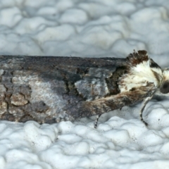 Cryptoptila australana at Ainslie, ACT - 29 Sep 2023