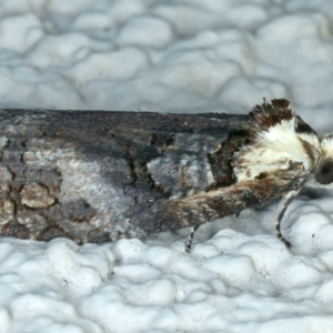 Cryptoptila australana at Ainslie, ACT - 29 Sep 2023