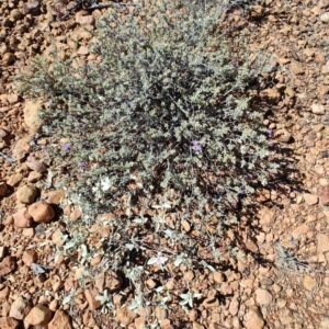 Eremophila cordatisepala at Stonehenge, QLD - 29 Jul 2023