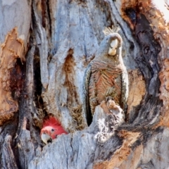 Callocephalon fimbriatum (Gang-gang Cockatoo) at Hughes Grassy Woodland - 11 Oct 2023 by LisaH