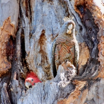 Callocephalon fimbriatum (Gang-gang Cockatoo) at Hughes, ACT - 11 Oct 2023 by LisaH