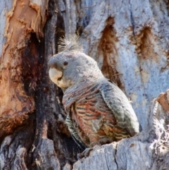 Callocephalon fimbriatum at Hughes, ACT - 11 Oct 2023