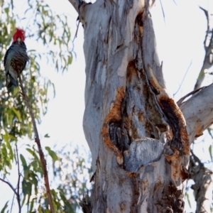 Callocephalon fimbriatum at Hughes, ACT - 11 Oct 2023