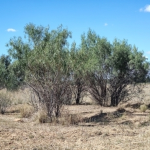 Eremophila bignoniiflora at Opalton, QLD - 2 Aug 2023 02:13 PM