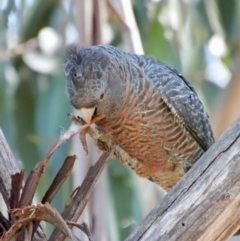 Callocephalon fimbriatum (Gang-gang Cockatoo) at Red Hill to Yarralumla Creek - 11 Oct 2023 by LisaH