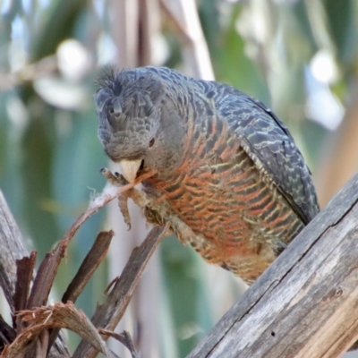 Callocephalon fimbriatum (Gang-gang Cockatoo) at Hughes, ACT - 11 Oct 2023 by LisaH