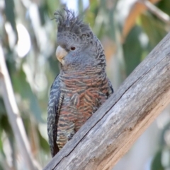 Callocephalon fimbriatum at Hughes, ACT - 11 Oct 2023