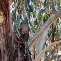 Callocephalon fimbriatum at Hughes, ACT - suppressed