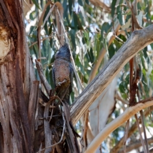 Callocephalon fimbriatum at Hughes, ACT - suppressed