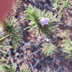 Eremophila woodiae at Opalton, QLD - 2 Aug 2023 by LyndalT