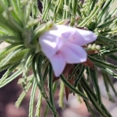 Eremophila woodiae at Opalton, QLD - suppressed