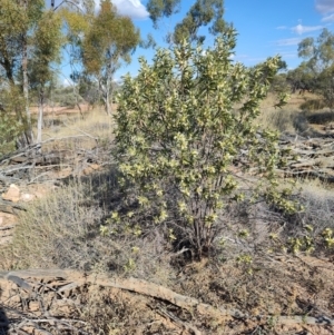 Eremophila oppositifolia subsp. rubra at Opalton, QLD - 2 Aug 2023 03:54 PM