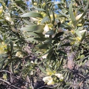 Eremophila oppositifolia subsp. rubra at Opalton, QLD - 2 Aug 2023