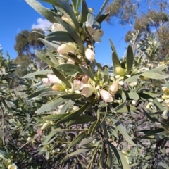 Eremophila oppositifolia subsp. rubra at Opalton, QLD - 2 Aug 2023 03:54 PM