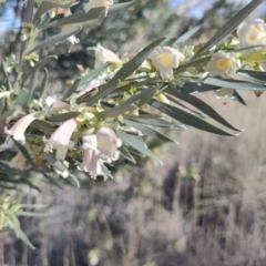 Eremophila oppositifolia subsp. rubra at Opalton, QLD - 2 Aug 2023 03:54 PM