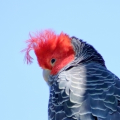 Callocephalon fimbriatum (Gang-gang Cockatoo) at GG100 - 11 Oct 2023 by LisaH