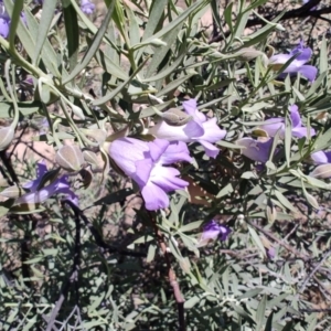 Eremophila bowmanii subsp. latifolia at Opalton, QLD - 2 Aug 2023