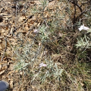 Eremophila bowmanii subsp. latifolia at Opalton, QLD - 2 Aug 2023