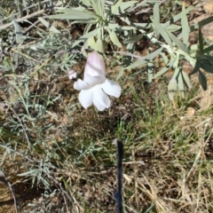 Eremophila bowmanii subsp. latifolia at Opalton, QLD - 2 Aug 2023