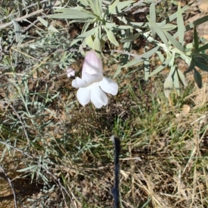 Eremophila bowmanii subsp. latifolia at Opalton, QLD - 2 Aug 2023