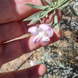 Eremophila bowmanii subsp. latifolia at Opalton, QLD - 2 Aug 2023