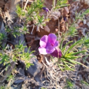 Eremophila hispida at Opalton, QLD - 2 Aug 2023 05:24 PM