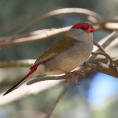 Neochmia temporalis (Red-browed Finch) at Fyshwick, ACT - 11 Oct 2023 by MatthewFrawley