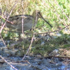 Gallinago hardwickii (Latham's Snipe) at Fyshwick, ACT - 11 Oct 2023 by MatthewFrawley