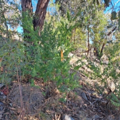 Chamaecytisus palmensis (Tagasaste, Tree Lucerne) at Cook, ACT - 25 Jul 2023 by SarahHnatiuk