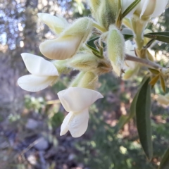 Chamaecytisus palmensis at Cook, ACT - 25 Jul 2023 11:22 AM