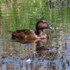 Aythya australis at Fyshwick, ACT - 11 Oct 2023 12:42 PM