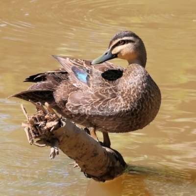 Anas superciliosa (Pacific Black Duck) at Wodonga - 8 Oct 2023 by KylieWaldon