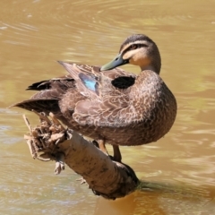 Anas superciliosa (Pacific Black Duck) at Wodonga - 8 Oct 2023 by KylieWaldon