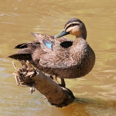 Anas superciliosa (Pacific Black Duck) at Clyde Cameron Reserve - 8 Oct 2023 by KylieWaldon