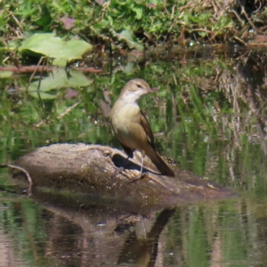 Acrocephalus australis at Fyshwick, ACT - 11 Oct 2023