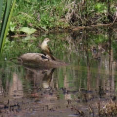 Acrocephalus australis at Fyshwick, ACT - 11 Oct 2023