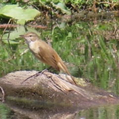 Acrocephalus australis at Fyshwick, ACT - 11 Oct 2023