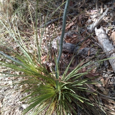 Xanthorrhoea concava (Grass Tree) at Cullendulla Creek Nature Reserve - 7 Oct 2023 by NathanaelC