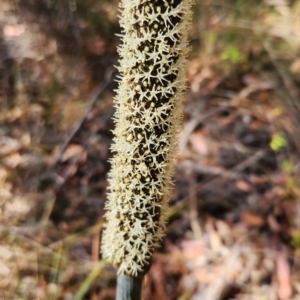 Xanthorrhoea concava at Long Beach, NSW - 7 Oct 2023