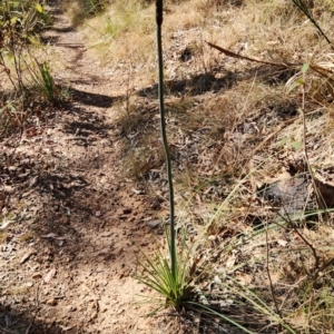Xanthorrhoea concava at Long Beach, NSW - suppressed
